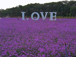 河北邯鄲薰衣草花海275畝